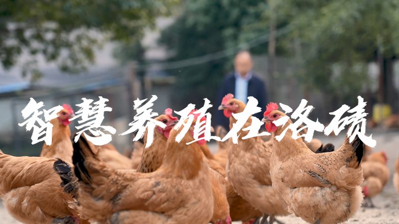 PCR检测：精准诊断的利器